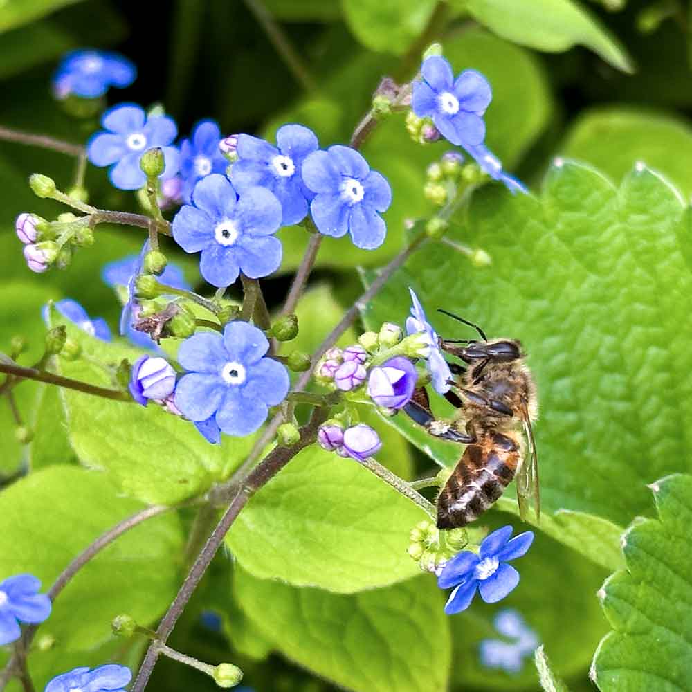 Scorpion Grass blooming